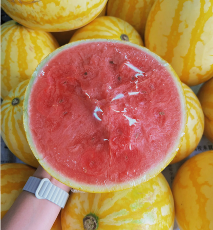 🍉😋Ruby Watermelon Seeds-Grow Your Own Sweety
