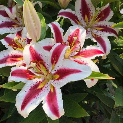 Easy to grow 🌸 Rare color lily seeds 🌸