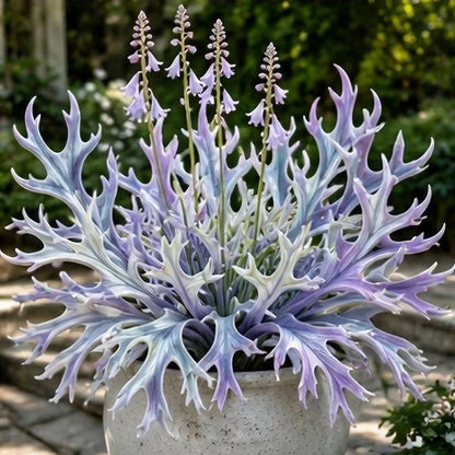 🌱 Rainbow Staghorn Hosta - 🦌The Hosta With Extraordinary Antler Shaped Foliage