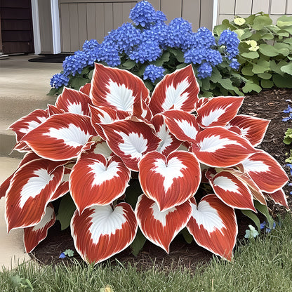 🌿Rare Premium Hosta Bulbs– Easy to grow🌸Transform Your Garden!