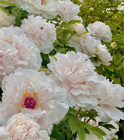 🌺Multicolor Peony Seeds