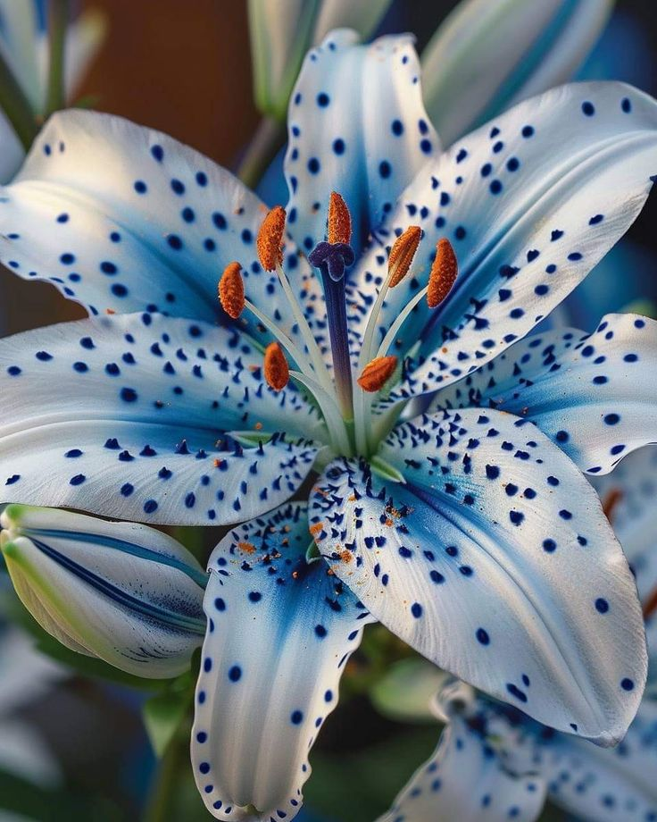 Easy to grow 🌸 Rare color lily seeds 🌸