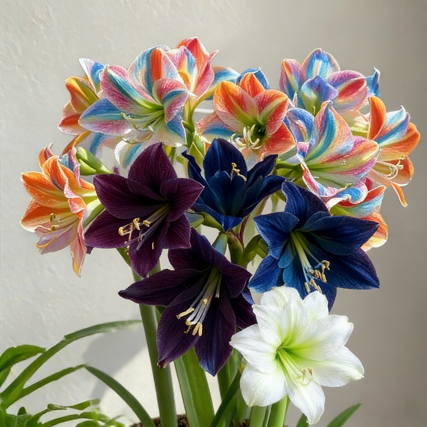 Big blooms • Easy care • Unique colors🏠🌈Exotic Rare Amaryllis Bulbs for Stunning Spring Flowers🌼