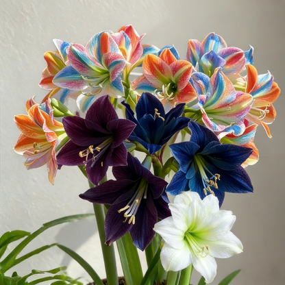 Big blooms • Easy care • Unique colors🏠🌈Exotic Rare Amaryllis Bulbs for Stunning Spring Flowers🌼