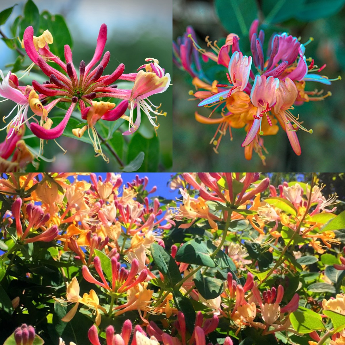 🐝Mixed Color Honeysuckle Seeds | Perennial Climbing Flower, Easy to Grow, Fragrant