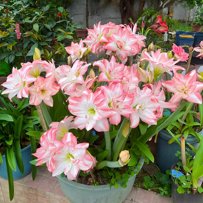 🤗🌺 One Hippeastrum Bulb, One Stunning Giant Bloom💥🏠