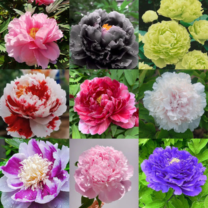 🌺Multicolor Peony Seeds