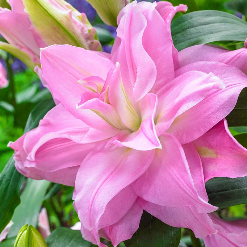 🔥 Easy care 🎁 Pink lily bulbs