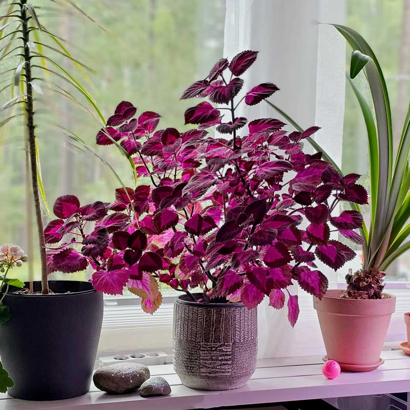 🔥20% Off: Fill Your Garden with the Vibrant ‘China Rose’ Coleus
