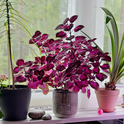 🔥20% Off: Fill Your Garden with the Vibrant ‘China Rose’ Coleus