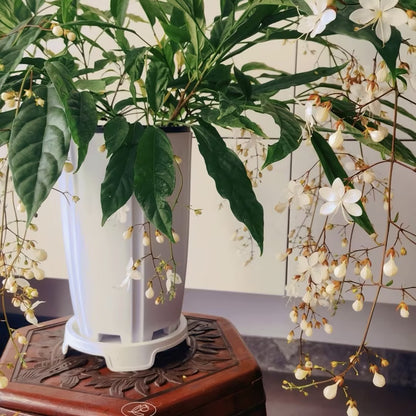 🌸Weeping Jasmine Seeds – Create a Fragrant Floral Waterfall at Home🌿❄️
