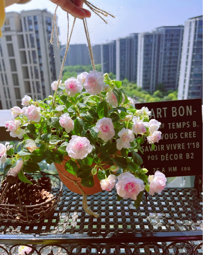 Premium Double Impatiens Seeds — Lush Double Petal Flowers for Containers🌸