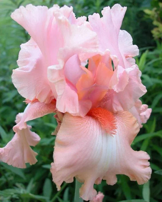 💕Iris (Phalaenopsis) Orchid Flower, Perennial Flower