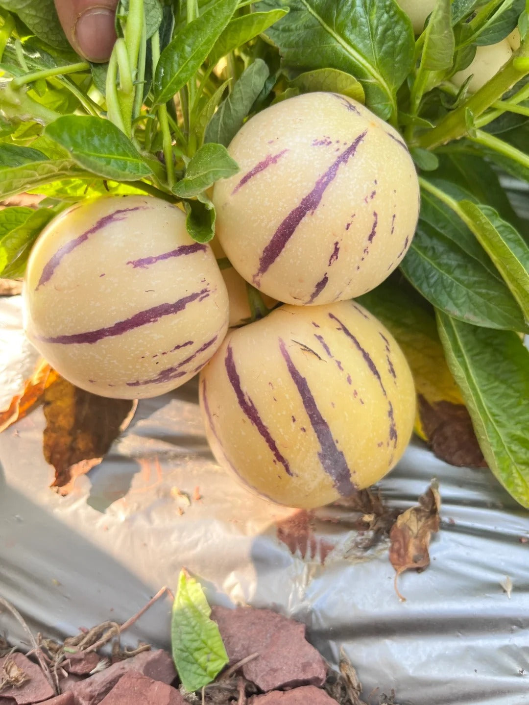 New offers🔥Ginseng Berry Seeds