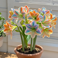 Rainbow colors