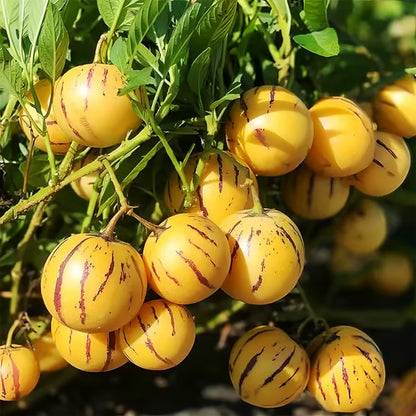🍈 Grow Sweet, Juicy Melons Right at Home