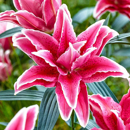 🔥 Easy care 🎁 Pink lily bulbs