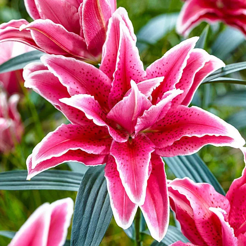 🔥 Easy care 🎁 Pink lily bulbs