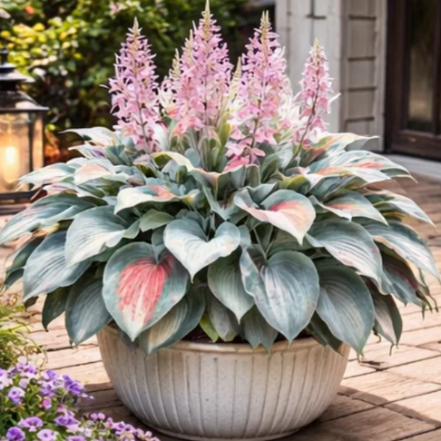 🌿 Hosta Bulbs: Big Beautiful Leaves, Almost Zero Effort