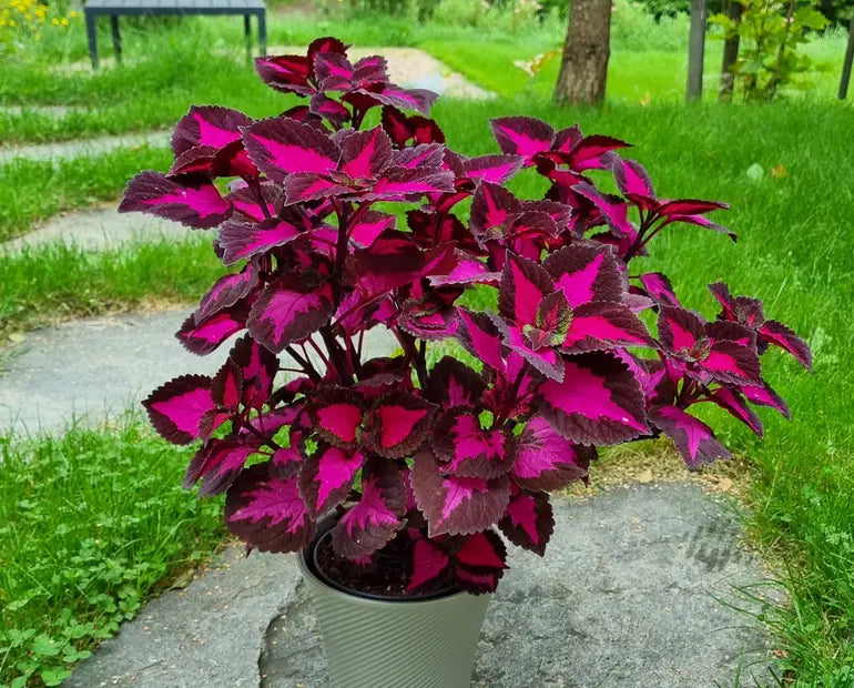 🔥20% Off: Fill Your Garden with the Vibrant ‘China Rose’ Coleus