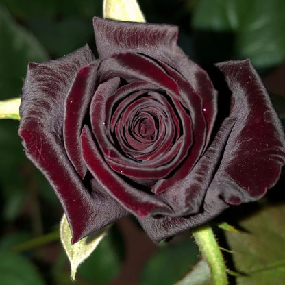 🌺Black Baccara Rose-The Rose That Looks Almost Black