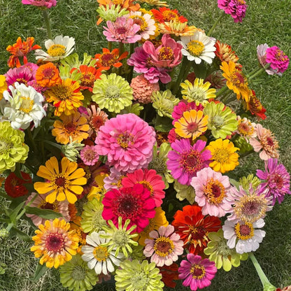 🦋 Easy Double Zinnia Seeds – Massive Colorful Blooms in Just Weeks 🌸✨
