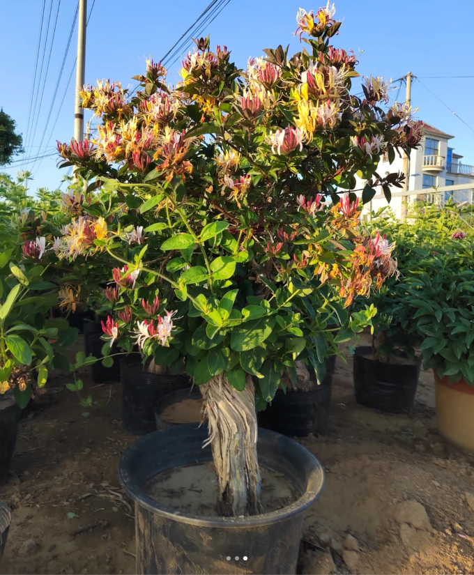 🐝Mixed Color Honeysuckle Seeds | Perennial Climbing Flower, Easy to Grow, Fragrant