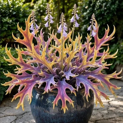 🌱 Rainbow Staghorn Hosta - 🦌The Hosta With Extraordinary Antler Shaped Foliage