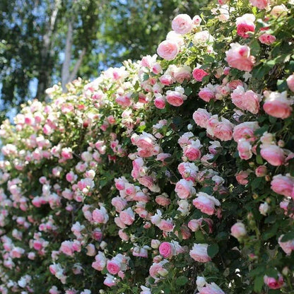 🌹 Fast-Growing Climbing Roses – Beautiful Blooms in Just One Year!