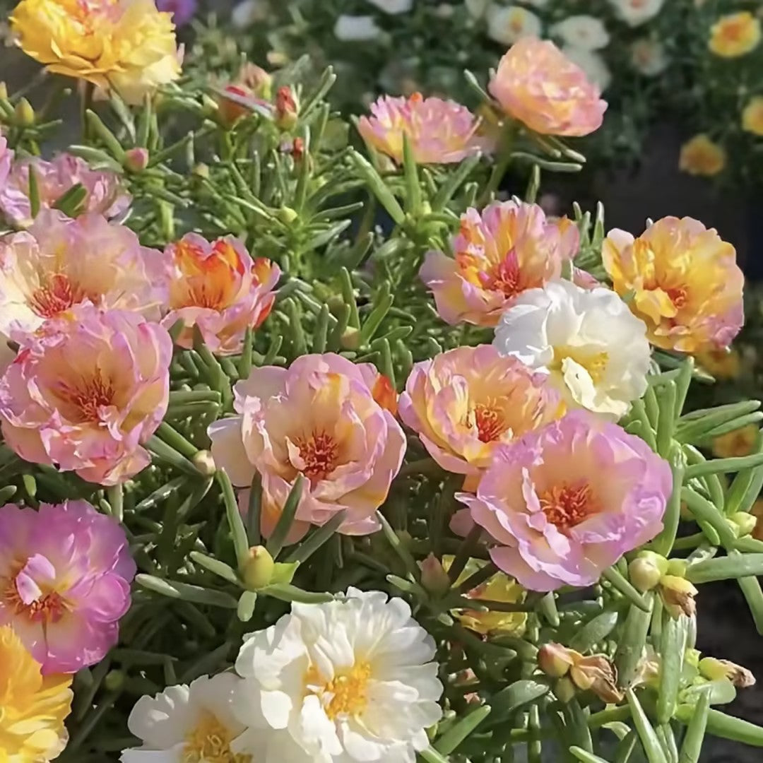 🐝 With the Most Hardy Flowers, create the freest DIY🌼 Double-Flower Moss Roses