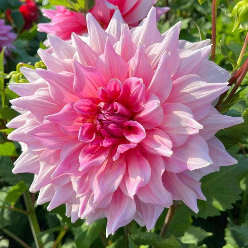 🌺 Rare Double Dahlias 🌿 Bold, Lush Blooms You Won’t Find in Ordinary Gardens