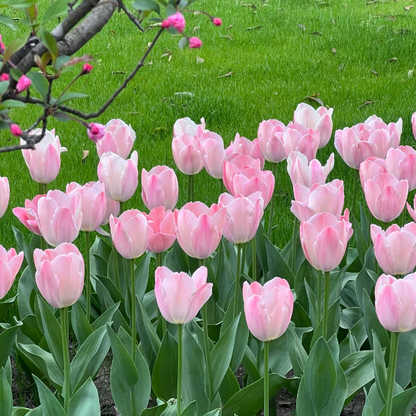 🌷‎⋆. ݁Create a Garden Full of Elegant Tulips