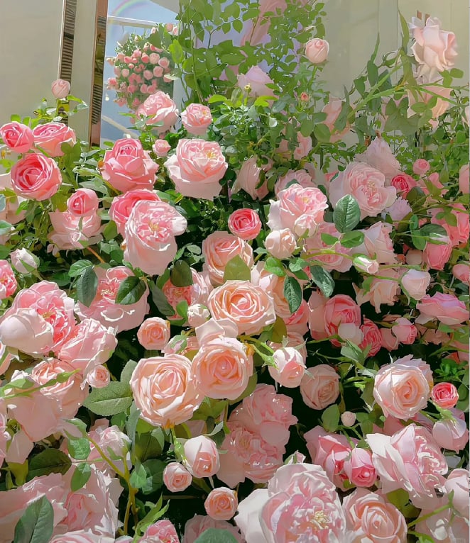 🌹 Fast-Growing Climbing Roses – Beautiful Blooms in Just One Year!