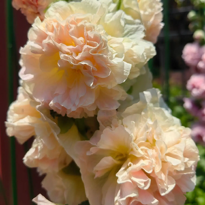 DOUBLE HOLLYHOCK SEEDS