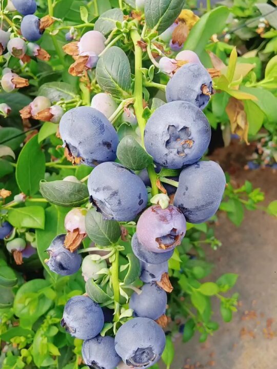 🌸Spring Sale🫐Giant Blueberry Seeds