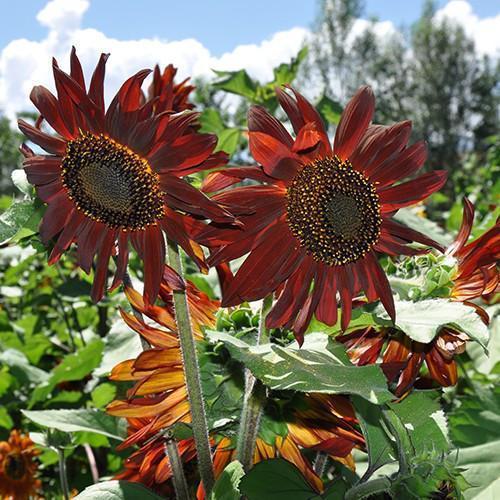 🌻 Colorful Sunflower Seeds Mix ✨ Grow a Bright, Vibrant Garden with Ease