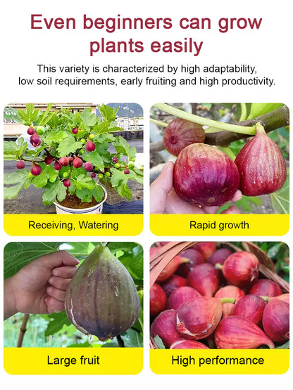 [100 pcs] Fig Seeds – Non-GMO, Easy to Grow, Sweet Juicy Fruit for Balcony, Backyard & Home Garden Planting, All Season Growing