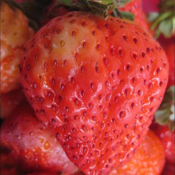 🍓🍓Super Giant Strawberry Fruit Seeds-very easy to grow🍓🍓
