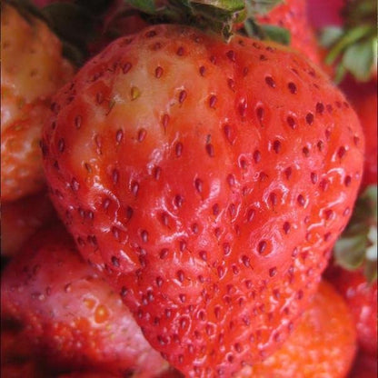 🍓🍓Super Giant Strawberry Fruit Seeds-very easy to grow🍓🍓