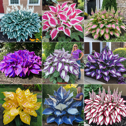 🌿Rare Premium Hosta Bulbs– Easy to grow🌸Transform Your Garden!