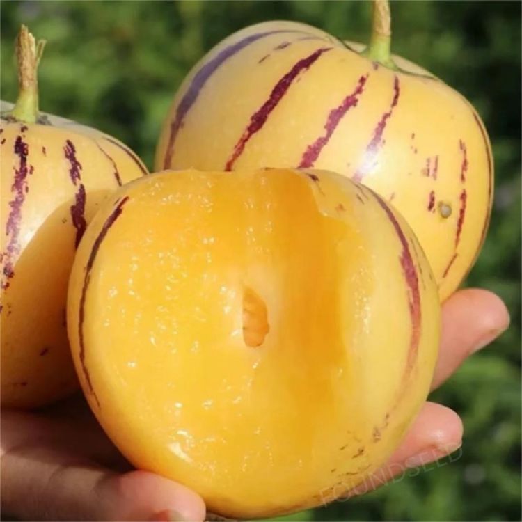 🍐🍐Pepino Melon Seeds