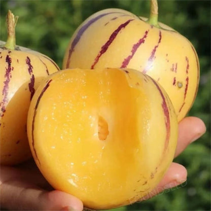 🍐🍐Pepino Melon Seeds