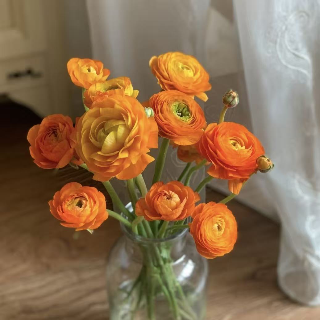 🌸Ranunculus Seeds – 💜Grow Elegant, Rose-Like Blooms in Your Own Garden