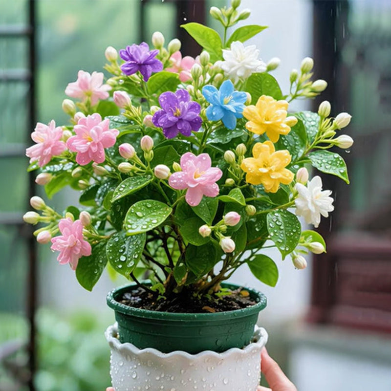 🌸 Double Fuchsia Plants – Elegant Cascading Blooms for Shade Gardens