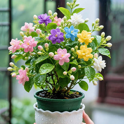 🌸 Double Fuchsia Plants – Elegant Cascading Blooms for Shade Gardens