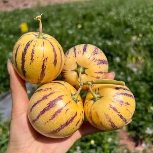 🪴Ginseng Fruit Pepino Melon Seeds-Solanum Muricatum