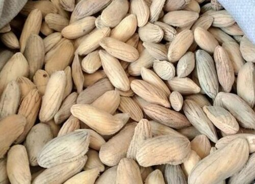 Super sweet 🥭 organic giant mango seeds