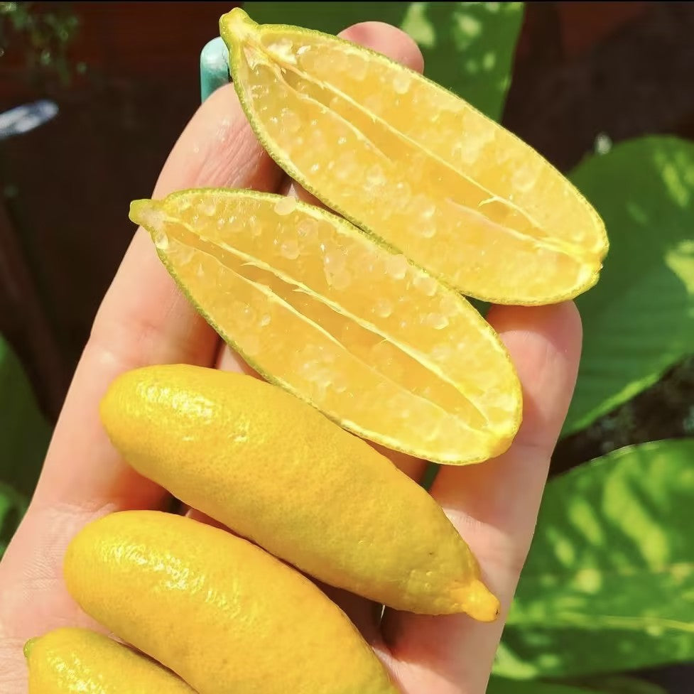 🍋✧˖°Finger Lime Seeds-Citrus Australasica