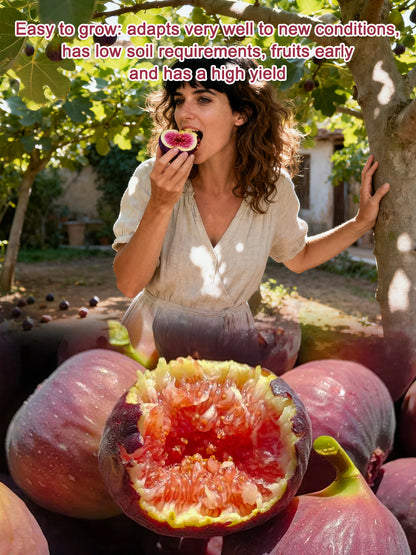 [100 pcs] Fig Seeds – Non-GMO, Easy to Grow, Sweet Juicy Fruit for Balcony, Backyard & Home Garden Planting, All Season Growing