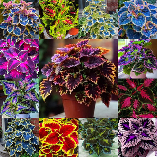 🌈 STOP Scrolling… Your Garden Is About to Get ADDICTIVELY Colorful 😍